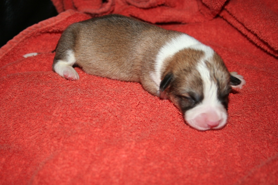 Puppies